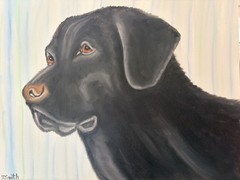 Original oil painting 11 x 14 inches handsome black Labrador retriever dog