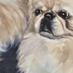 Large Original Oil Pekingese Dog Realism Framed & Signed 23 X 29