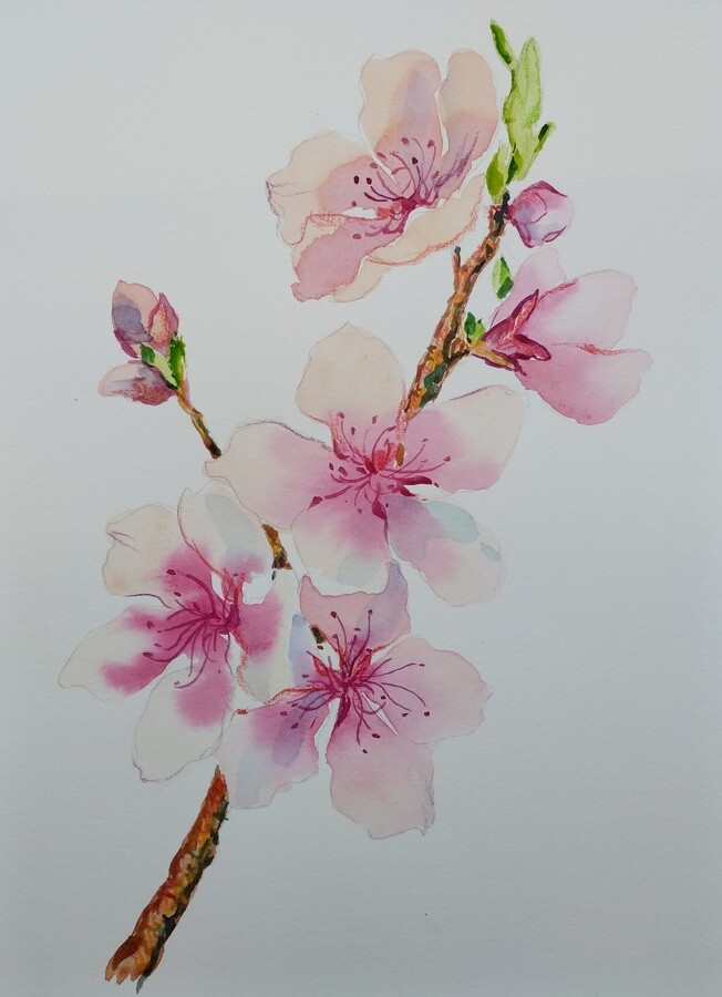 Original painting on paper, APPLE TREE FLOWERS, flower, 9×12, signed