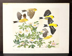 Arthur Singer Original Bird Art Painting Goldfinch & Wild Roses, 1978, Signed