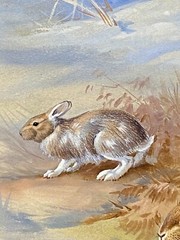 Orig Wildlife Art Painting Snowshoe Hare Seasonal Change by Walter Weber, Signed