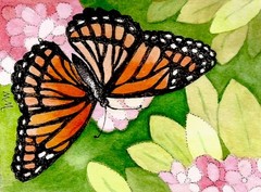 ACEO Limited Edition – Monarch Butterfly print of Original watercolor