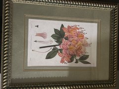 Original 1879 hand colored Engraving E. D. Smith Del, FLORAL PAINTING weddell SC