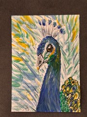 Original ACEO Painting Peacock