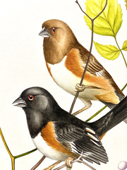 Original Bird Art Painting – Towhee Pair by Fritz Hilton, Signed, c1970’s