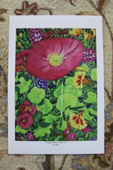 Art Poster, Poppy Flower Series 4, Signed, 13×19 inches, Print, Beautiful!