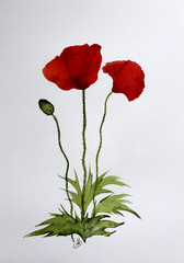 Red Poppies Watercolor Painting Original Art, Floral Botanical Artwork #1
