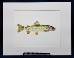 Bonneville Trout Original watercolor 8″x10″ in 11″x14″ acid free matt