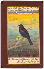 Mughal Miniature Painting Of Beautiful Bird Vintage Art On Paper 6×9.5 Inches