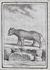 Hippopotamus hippo hippopotame animals drawing drawing design 1780