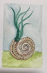 original aceos watercolor painting air plant and snail shell, 4 X 2.5 inches