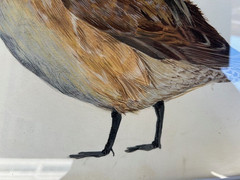 Vtg Original Watercolor Painting of Duck, Framed