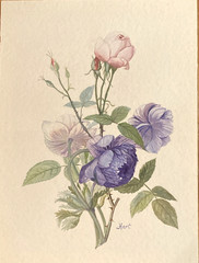 Pink Rose Purple Blue Peony Original Watercolor signed by June Hart 12″ x 9″