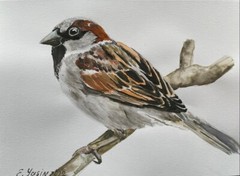 Sparrow bird Original watercolor painting Birds drawing 7×10 Hand painted art