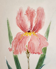Laura Robinson Werner Original Signed Watercolor & Acrylic Iris 8.75″ x 20.75″