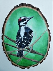 Hand Painted Hairy Woodpecker On Live Edge Basswood By Phyllis