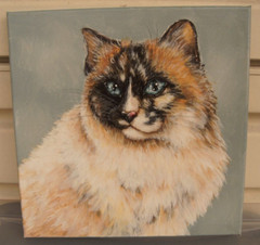 Ragdoll Cat Blue Eyed Long Haired Pet Portrait Original Painting Signed 14″x14″