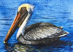 Watercolor Painting Pelican Ocean Bird Animals Art No.162