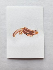 ACEO Original Abstract Acrylic Painting Emperor Newt Mandarin Salamander by Kiva