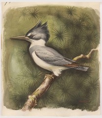 Mid-Century Watercolor, Male Belted Kingfisher on Pine Branch, Signed Velicka