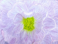 PAINTING WATERCOLOR FLOWER HELLEBORE LAVENDER BLUE & DOUBLE WHITE MAT 16X20 ART
