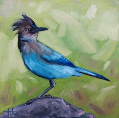 Original Painting Steller’s Black-headed Blue Jay 6×6 Inch