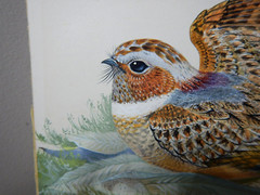 AUSTRALIAN WATERCOLOUR OF BIRDS BY ROBIN HILL 1967 PAINTED ON ART BOARD P118