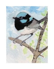 Aceo By Kenna Blue Fairy Wren Bird Painting 2.5” X 3.5” Signed Original