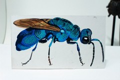 Original Watercolor – Blue Cuckoo Wasp (from Rainbow Bugs)