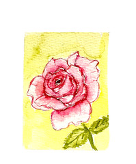 ACEO Original flower rose pink ATC OOAK Cherie Donnell