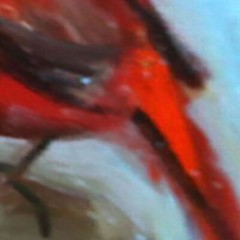 RED BIRD oil painting 8×8 UKRAINE NATALIA DEMENKO