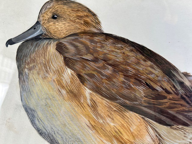 Vtg Original Watercolor Painting of Duck, Framed