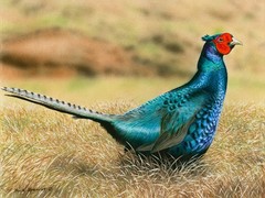 Hawaii 2024-2025 Game Bird Stamp Original Painting