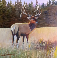 Original oil painting wildlife bull elk sunrise trophy wapiti Carol Proebstel