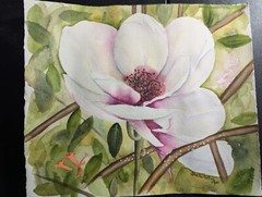 Original Magnolia Watercolor Painting