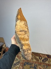 Large tree fungus Painting Mushroom unused 15 inches huge!
