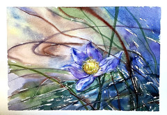 Unique Floral Watercolor Botanical Painting – Crocus Flower – Original Painting