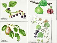 Fruit Note Card Set of 4 New, Pear Fig Grape Blackberry- from Original Artwork