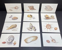 Anne Lukovic Sea Shell Art Prints 6 1/2” x 4 1/2” Set Of 12 Different Prints