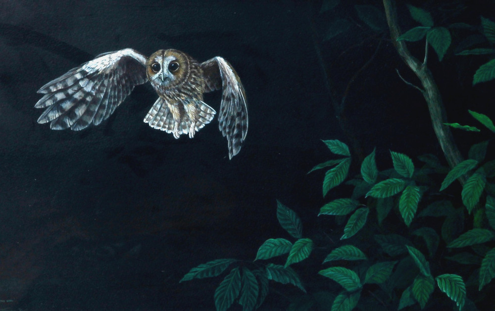 Jeremy Paul (b. 1954) – Original Acrylic Painting – Tawny Owl.