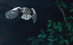 Jeremy Paul (b. 1954) – Original Acrylic Painting – Tawny Owl.