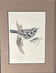 Tony Anthony Henneberg Fishers Island Warblers Watercolor Bird Art