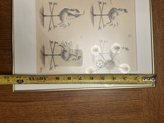 Original Signed Rooster Cartoon Art “Anthony” Quality Framed Ready to Hang