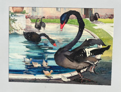 Black „Swans and Signets“-17 3/4 x 23 1/4 Watercolor Painting-1939-Clara Stroud