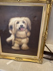 Vintage Signed Real Framed Oil On Canvass Painting Pet Dog Shitzu Puppy 31×26”