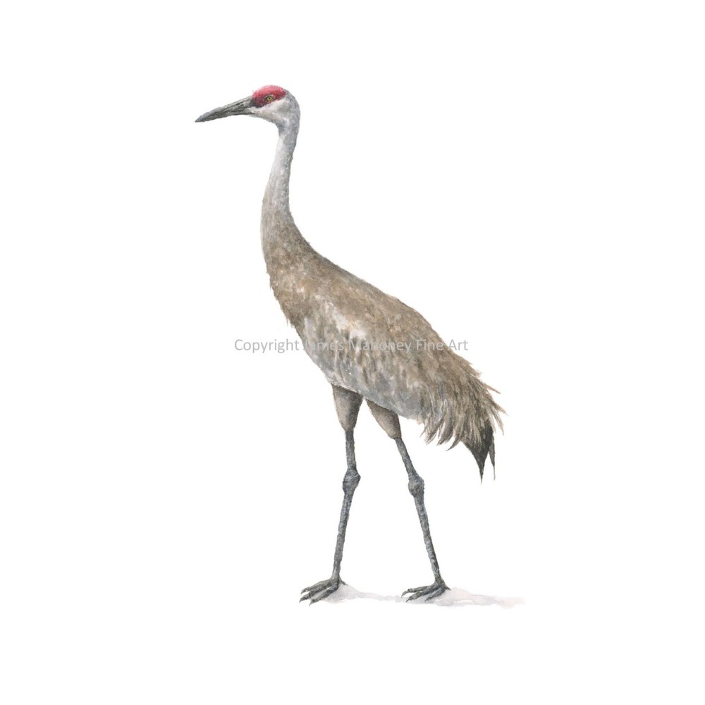 Sandhill Crane 05 – 8″x10″ Giclee Print of Hand-Painted Watercolor, Unframed
