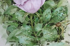 Rose Original Watercolor Painting Pale Pink Purple Garden Flowers After Rain Art