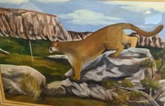 Pair Gouache Paper Painting Mountain Lion / Cougar 6.5 x 9.5 in Vintage