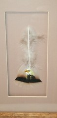 „Hand Painted Feathers“ By Donald Korach American Bald Eagle Matted Framed
