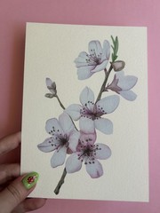 Art Print Sawyer Crane 5 x 7 Cherry Blossom Pink Japanese Tree Watercolor